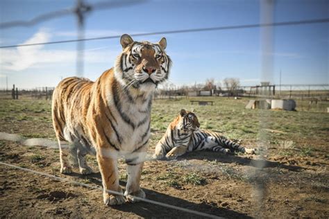 joe exotic gucci|'Tiger King' Joe Exotic, 61, Engaged to Fellow Inmate, 33.